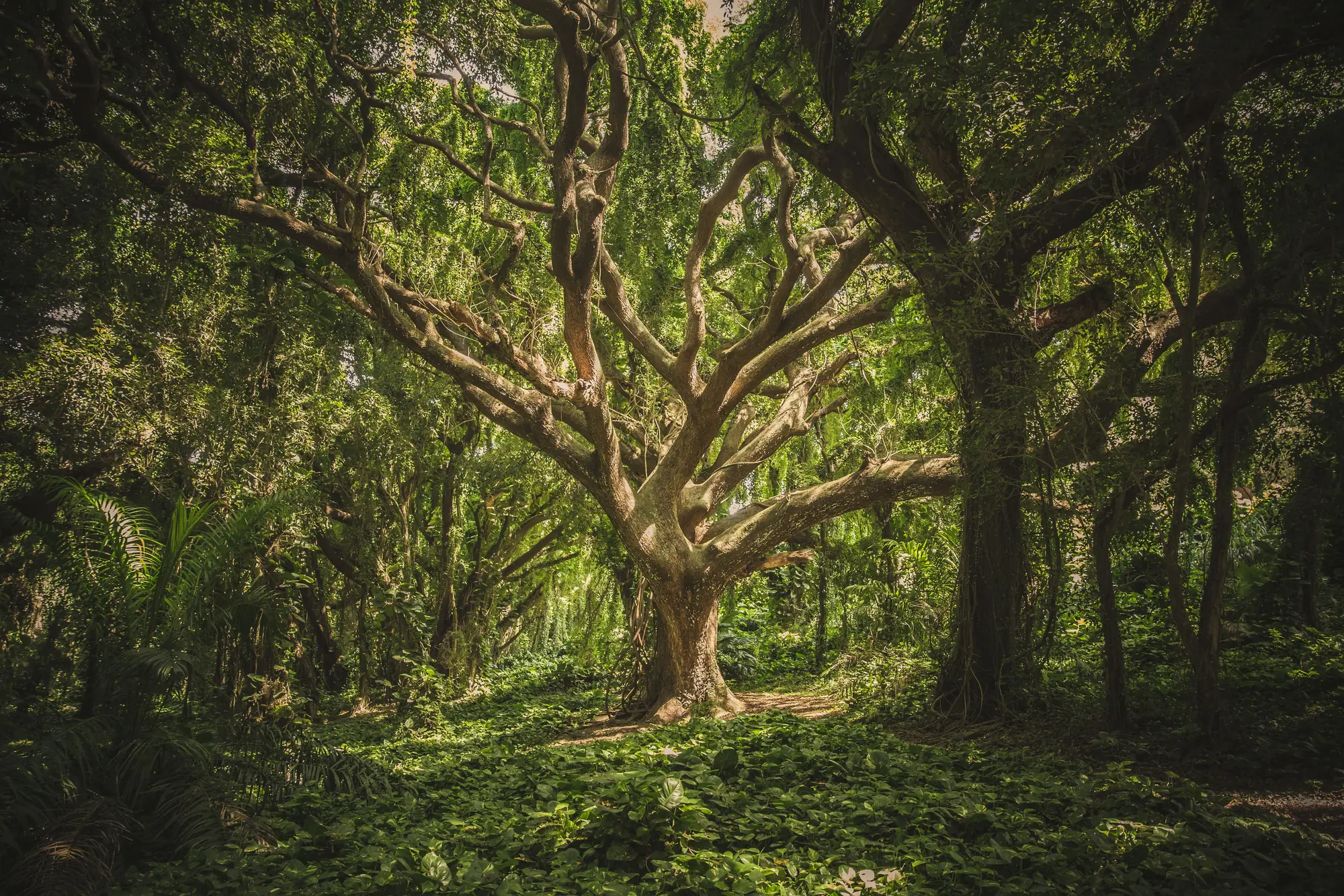 A large spreading tree in a dense green forest, with sunlight on the undergrowth.